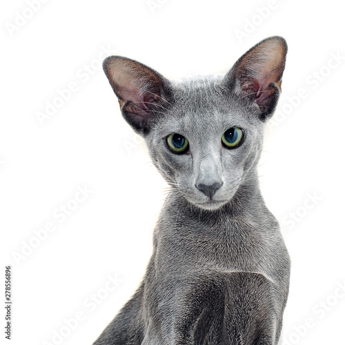 Foto Adorable grey oriental cat isolated on white background