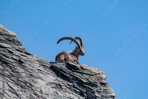 Plakat w ramie Alpine Ibex