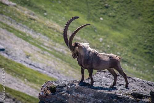 Alpine Ibex