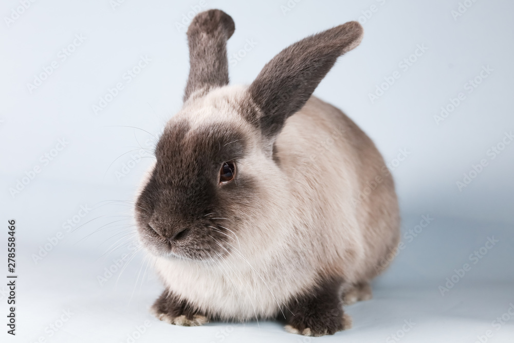 Lop Rabbit on Isolated Background Lop Rabbit on Isolated Background