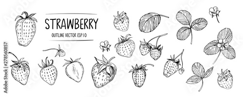 Set of strawberry. Hand drawn outline with transparent background. Vector photo