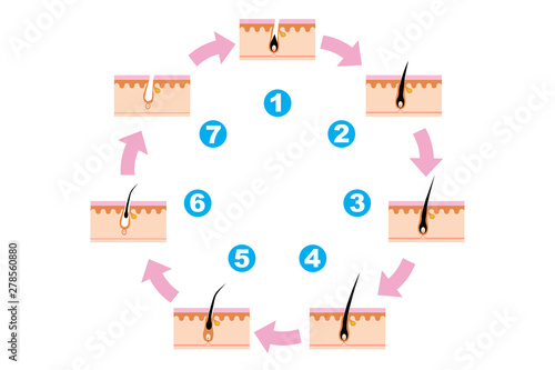 発毛サイクル　ヘアサイクルの断面図　Scheme of human hair loss stages and growth