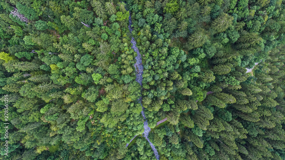 Drone over head shot of a lush green alpine forest in summer. A path crosses the forest as seen from this unique angle.