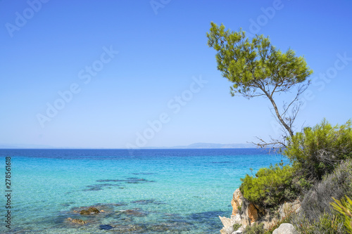 Small pine tree and azure sea, Beautiful Orange beach, Sithonia, Halkidiki, Greece
