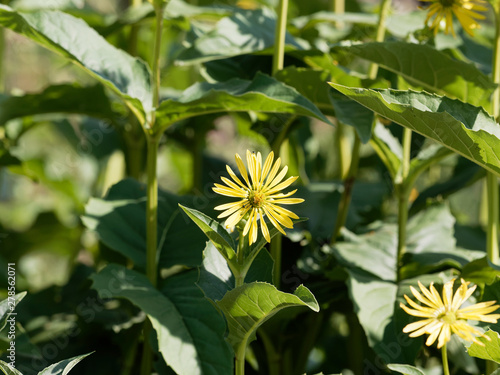 Gros plan sur une fleur de silphie perfoliée ou silphion aux capitules jaunes or au coeur plus foncé photo