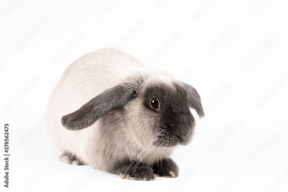 Mini Lop Rabbit on Isolated Background Mini Lop Rabbit on Isolated Background