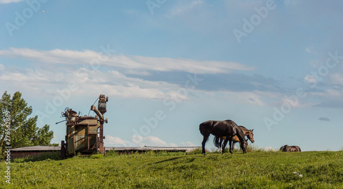 Horses grazing in a sunny grassy field next to old farm machinery © Randy