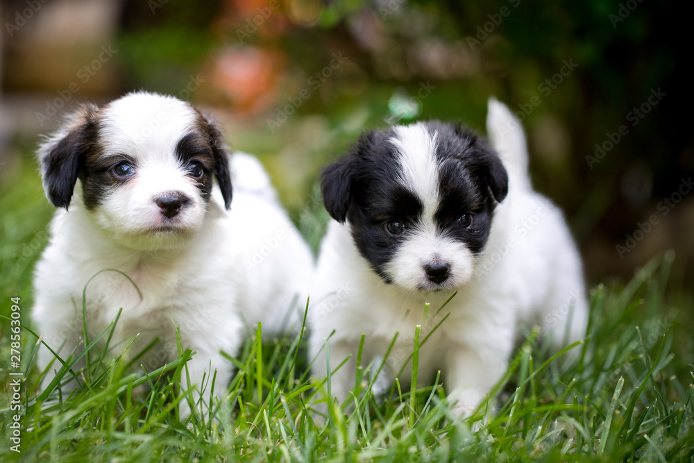 Two little puppies