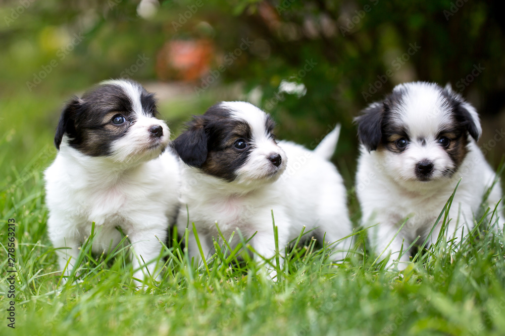 three puppies on the grass