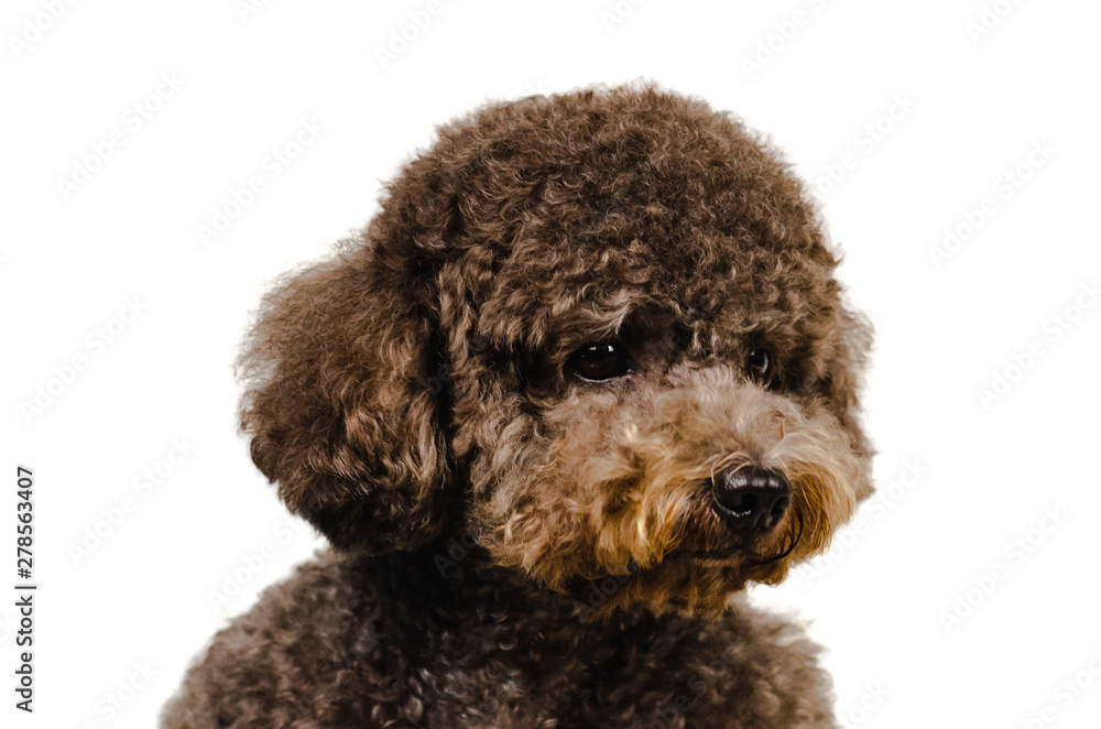 Portrait photo of an adorable black toy Poodle dog on white background.