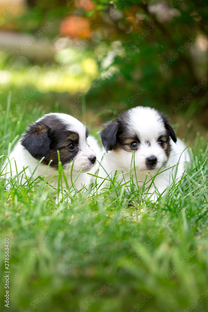 Two puppies lie in the grass