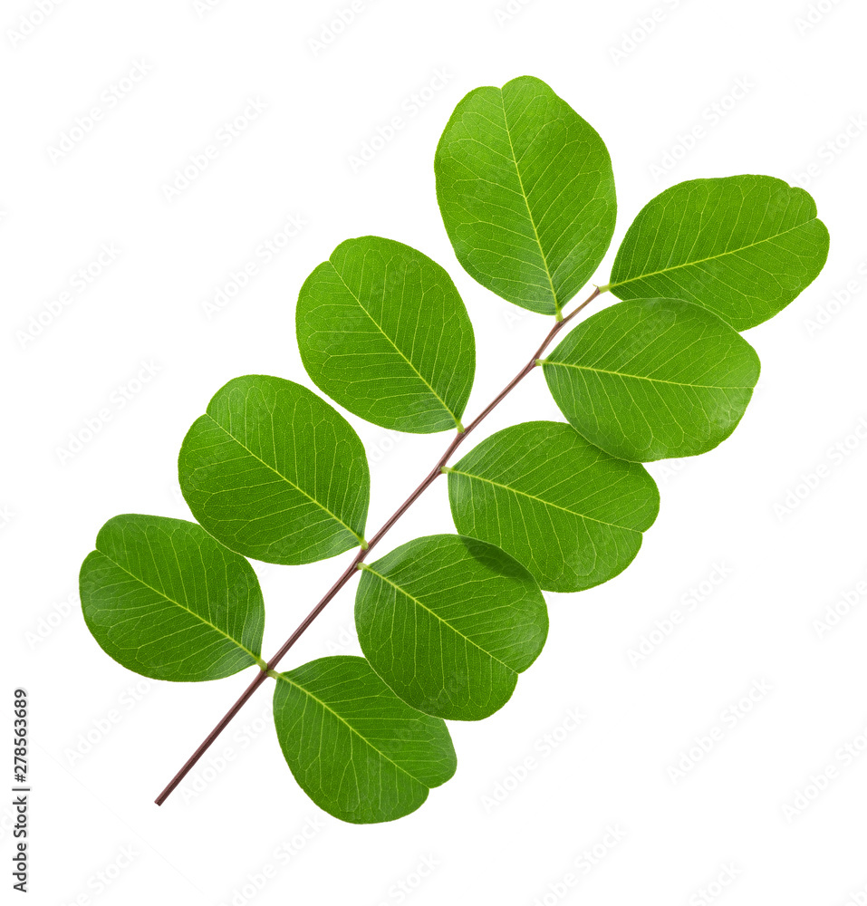 Fototapeta premium Common bladder senna