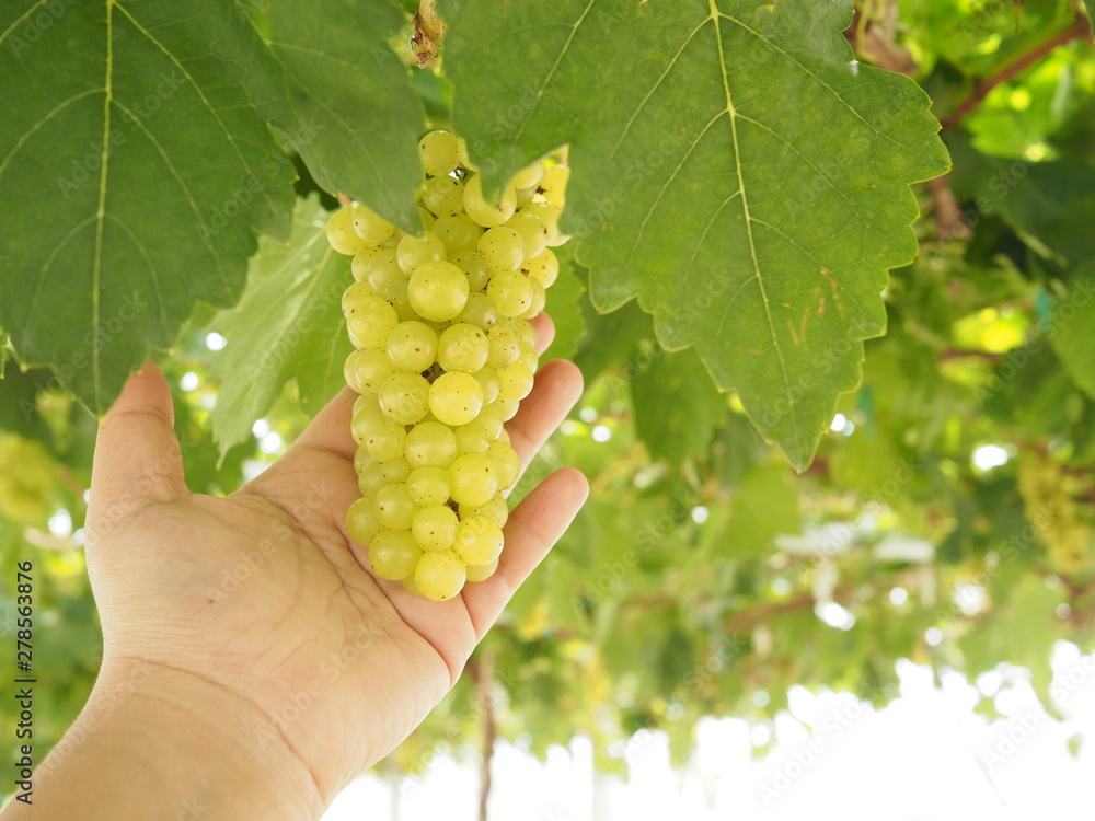 Close up young hand is hold fresh green grape fruit carefully in harvesting season in agricultural farm  