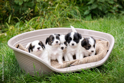 puppies of papillon breed in a basket