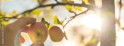 Apple harvesting. Farmer hand picks ripe mellow apple from tree. Start of harvest season in orchard.
