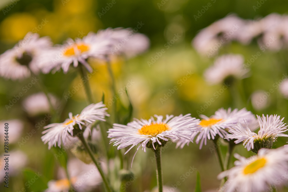 Chamomile flower field,Chamomile in the nature Chamomile flower field,Chamomile in the nature