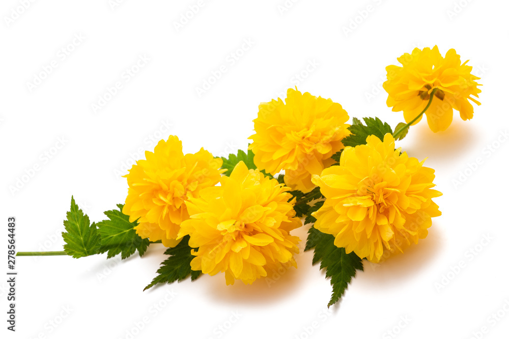 Kerria (Kerria japonica) Kerria (Kerria japonica)