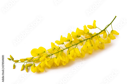 Foto golden chain (Laburnum anagyroides)