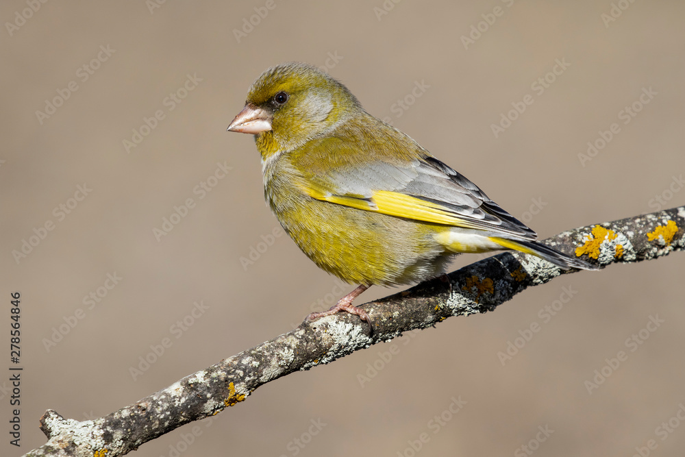 Obraz premium European greenfin (Chloris chloris) or common greenfin is a songbird of the order of the Passeriformes and the family Fringillidae. Spain