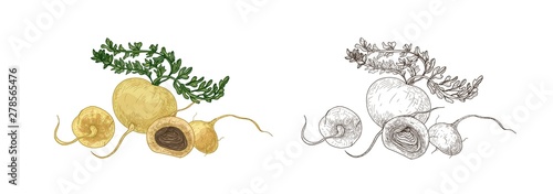 Set of colorful and monochrome drawings of maca or Peruvian ginseng