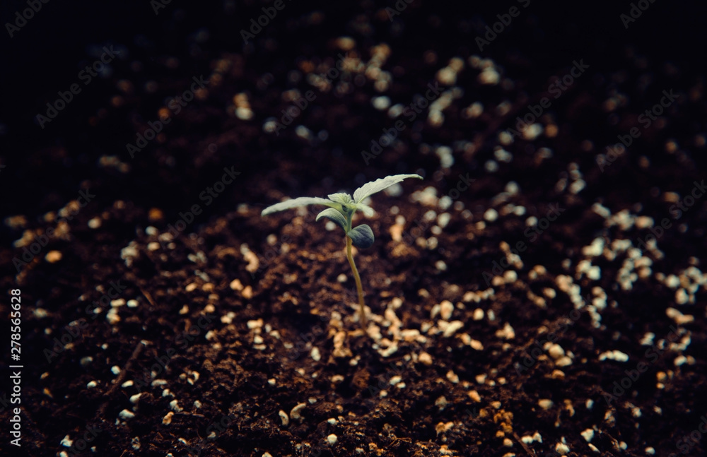 Small green plant in the ground