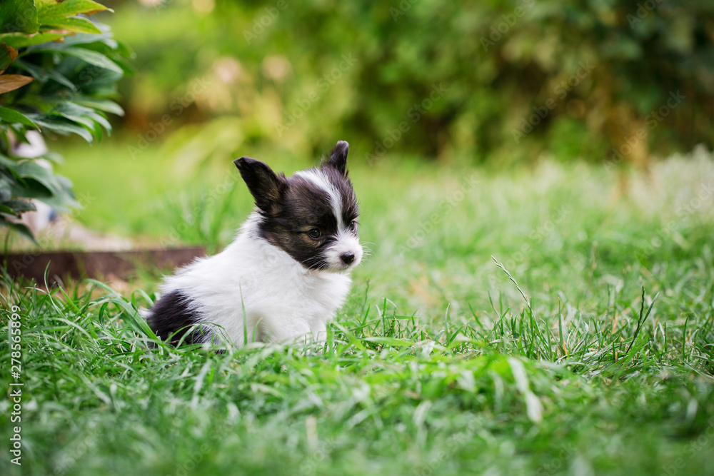 Little Puppy sitting on the lawn