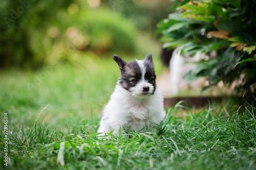 Puppy playing on the lawn © Mallivan