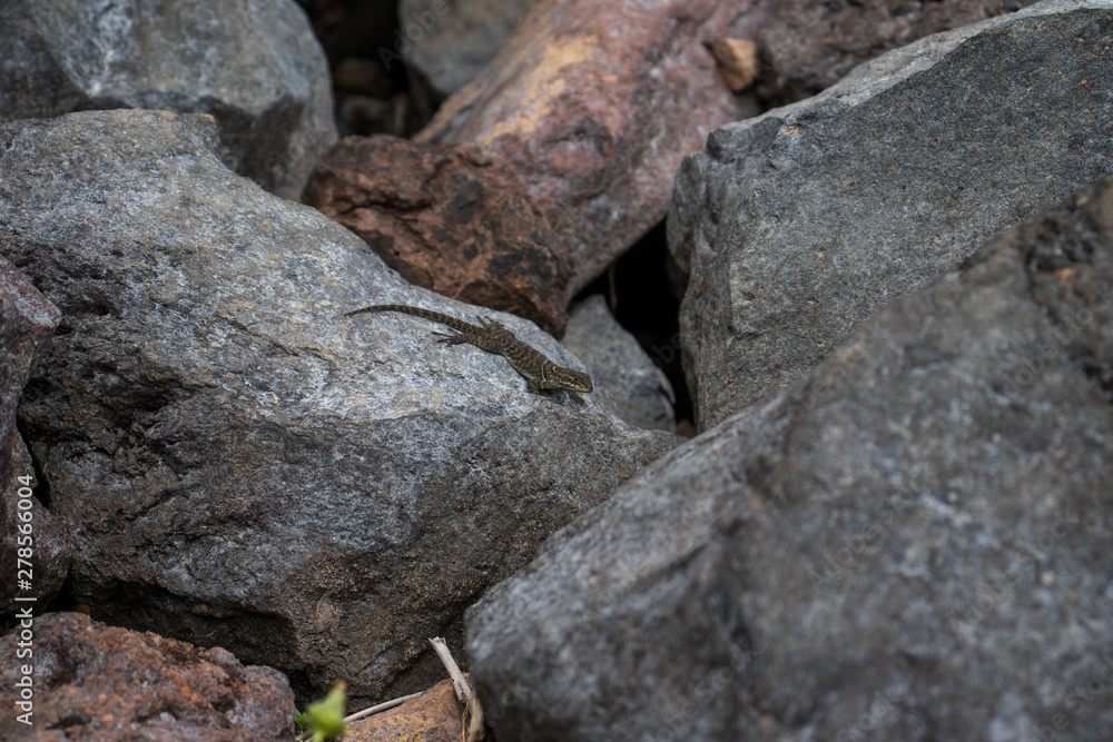Naklejka premium Lagarto en roca