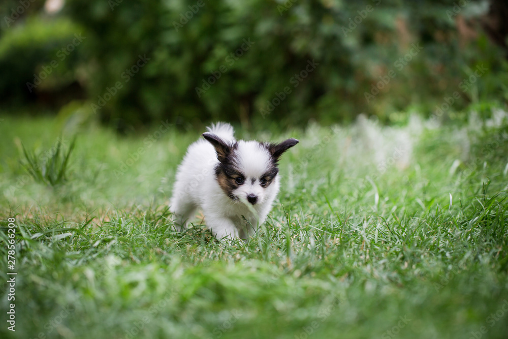 A little dog walks on the lawn