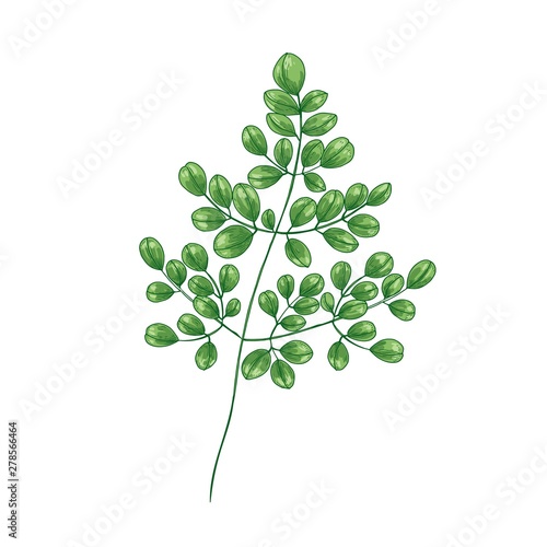 Elegant natural drawing of Miracle Tree or Moringa oleifera. Tropical exotic ...