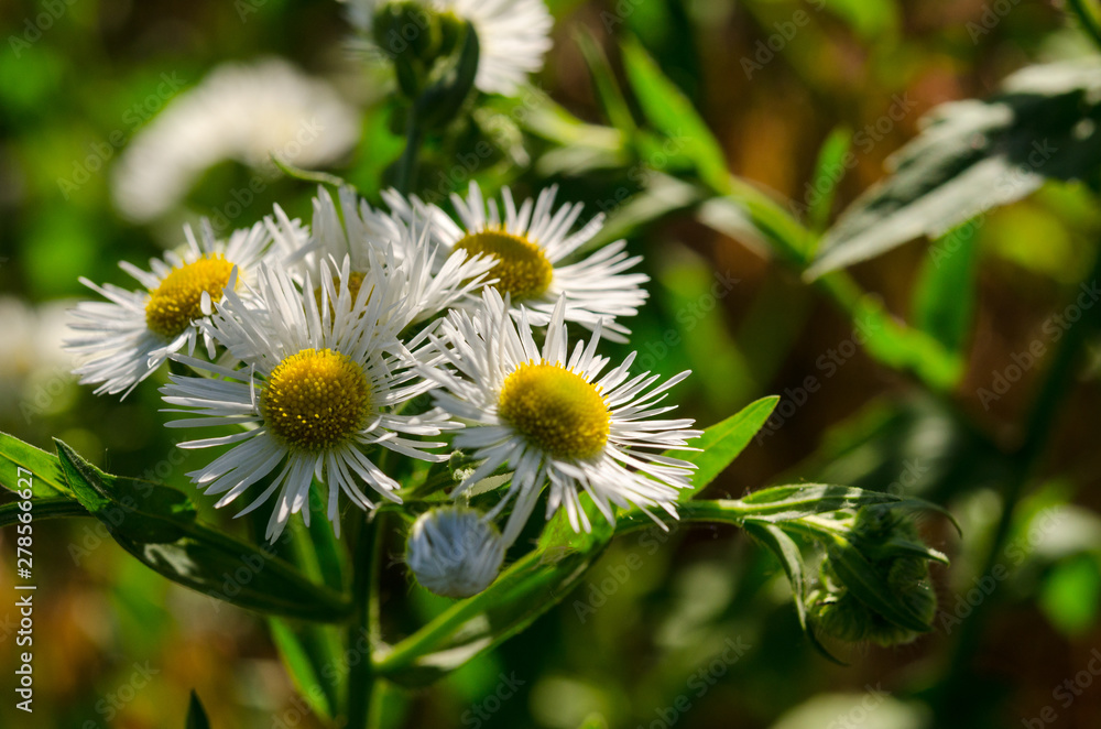 Field of camomiles at sunny day at nature. Camomile daisy flowers, field flowers, chamomile flowers, spring day Field of camomiles at sunny day at nature. Camomile daisy flowers, field flowers, chamomile flowers, spring day