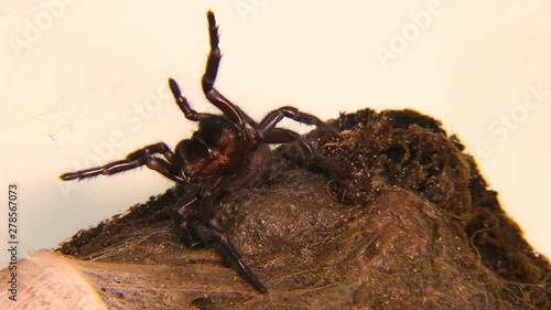 Handheld, close up shot of a Sydney funnel-web spider aggressively showing its fangs.
