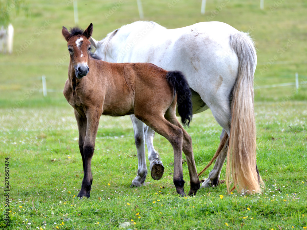 Poulain avec sa mère . Poulain avec sa mère .