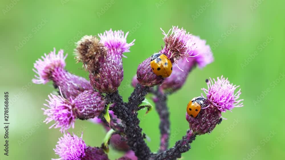 Red spotted ladybugs eating aphid in the wild Red spotted ladybugs eating aphid in the wild