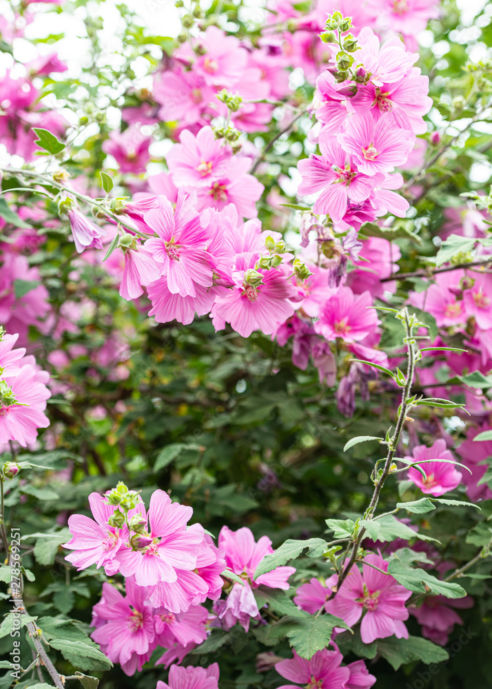 Concept of pink flowers background postcard. Concept of pink flowers background postcard.