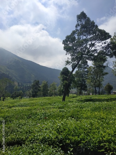 beautiful nature tea plantation mountain blue sky background photo