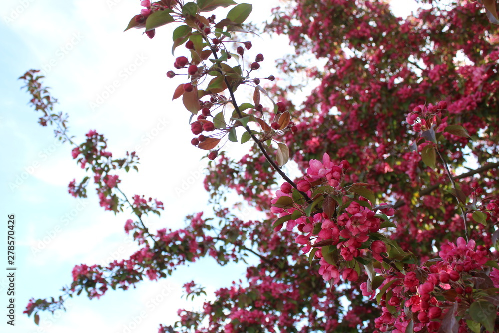 Cherry blossom tree against bright sky