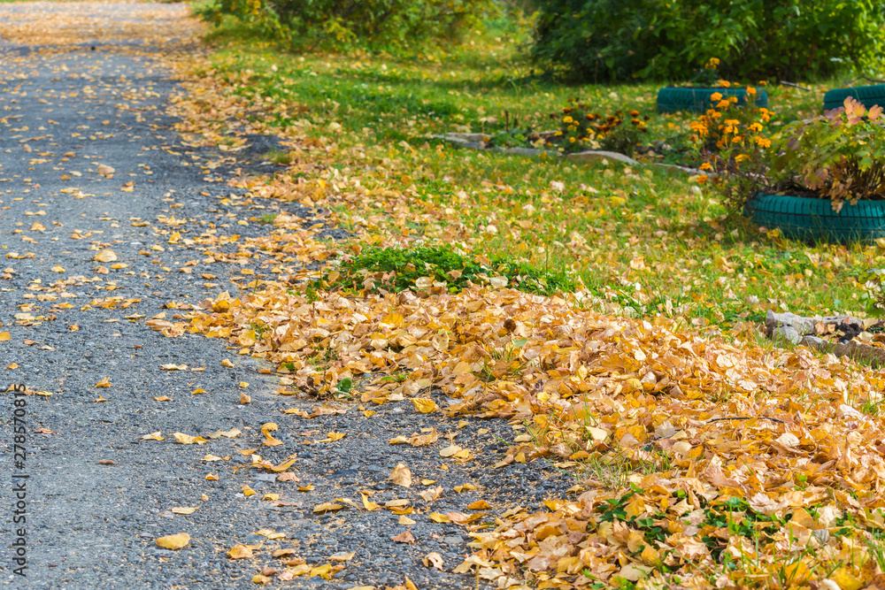 Obraz premium Birch yellow leaves fallen from tree lie on asphalt road on an autumn day.