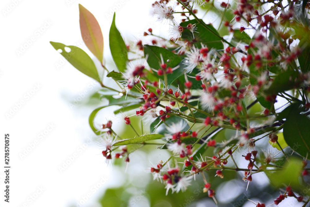 Fototapeta premium small blossom in white and purple