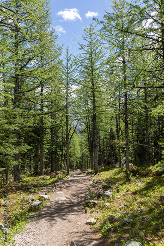 Vegetation and trees in the forests of Banff National Park, Alberta, Canada