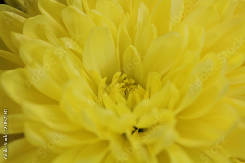 yellow flower close up