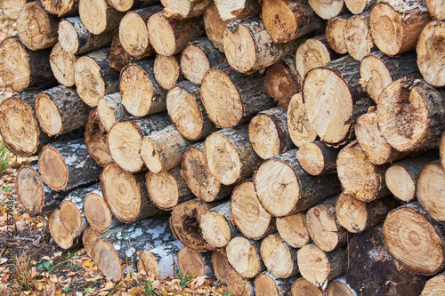 Stack of birch and pine wood for harvesting for winter.