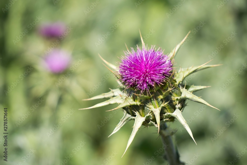 Wild Thistle up close in the summer in a field Wild Thistle up close in the summer in a field