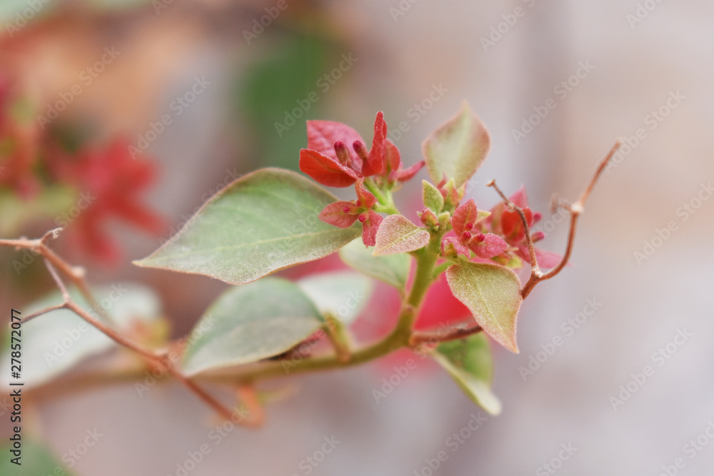 Obraz premium Beautiful leaf view