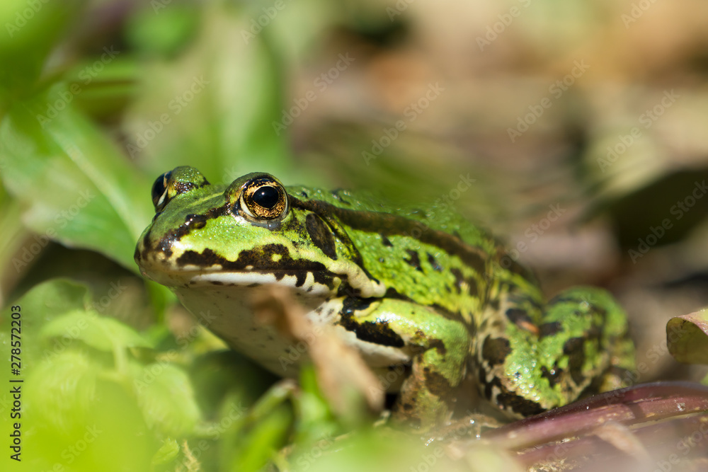 Green european frog on land in natural vegetation facing left Green european frog on land in natural vegetation facing left