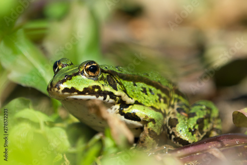 Green european frog on land in natural vegetation facing left