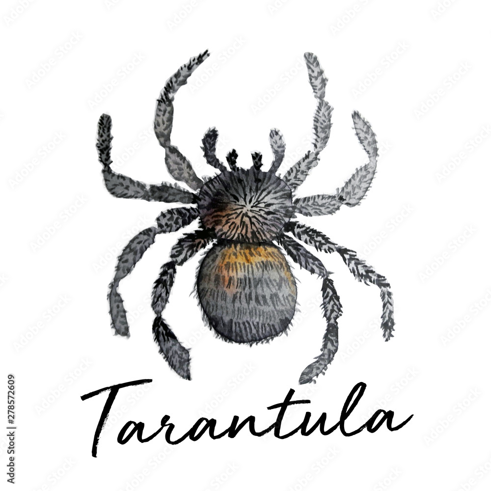 Obraz premium watercolour isolated spider animal