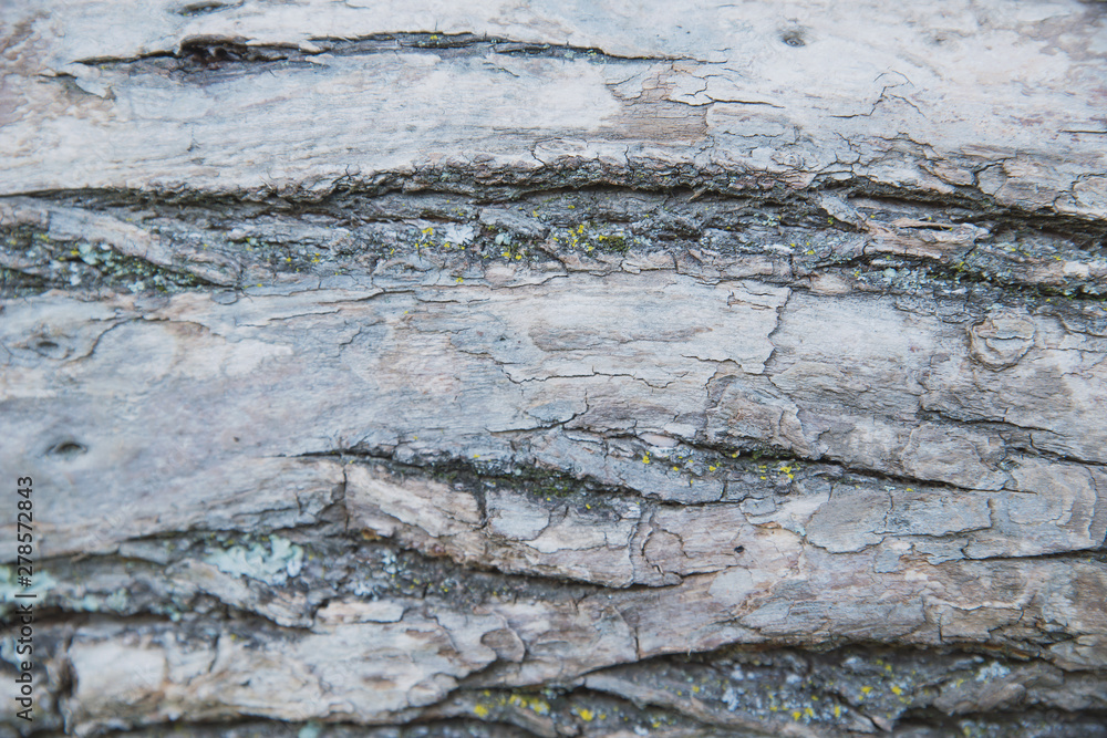 abstract texture of old wood bark with cracks abstract texture of old wood bark with cracks