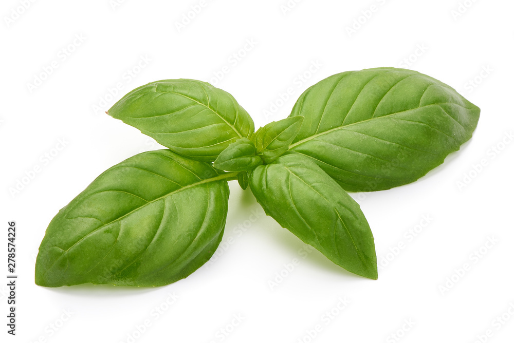 Fresh basil leaves, organic herbs, close-up, isolated on white background Fresh basil leaves, organic herbs, close-up, isolated on white background