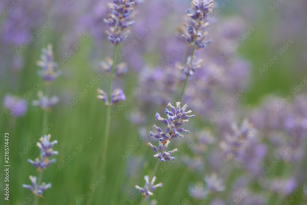 Selective focus on lavender flower. Plant background. Close up. Selective focus on lavender flower. Plant background. Close up.